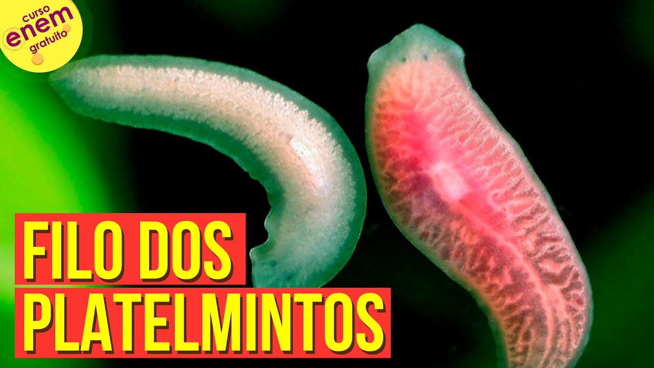 O FILO DOS PLATELMINTOS (ZOOLOGIA) | Resumo de Biologia para o Enem