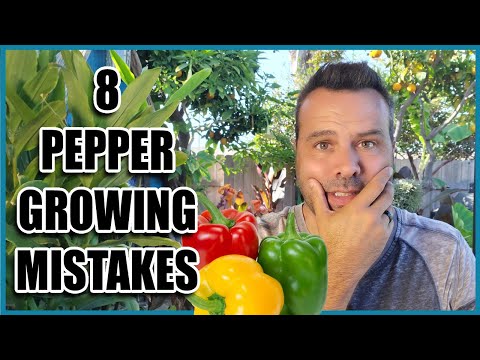 8 Pepper Growing Mistakes