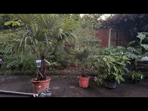 New Plants From Nobridge Nurseries 