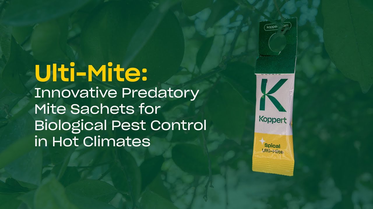 Video preview poster