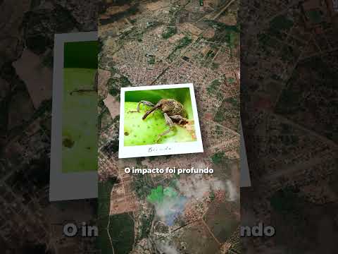 A cidade que perdeu o algodão… e se reinventou