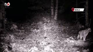 Yaban Hayvanları Foto Kapanla Görüntülendi