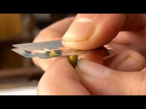 How To Get Perfect Monocot Leaf Cross Section