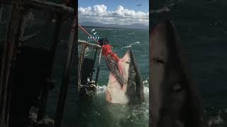 Big Great White Shark Comes Out Of Nowhere