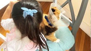 【猫　腎臓病】感動🥺猫を必死に守る4歳児😭ありがとう！