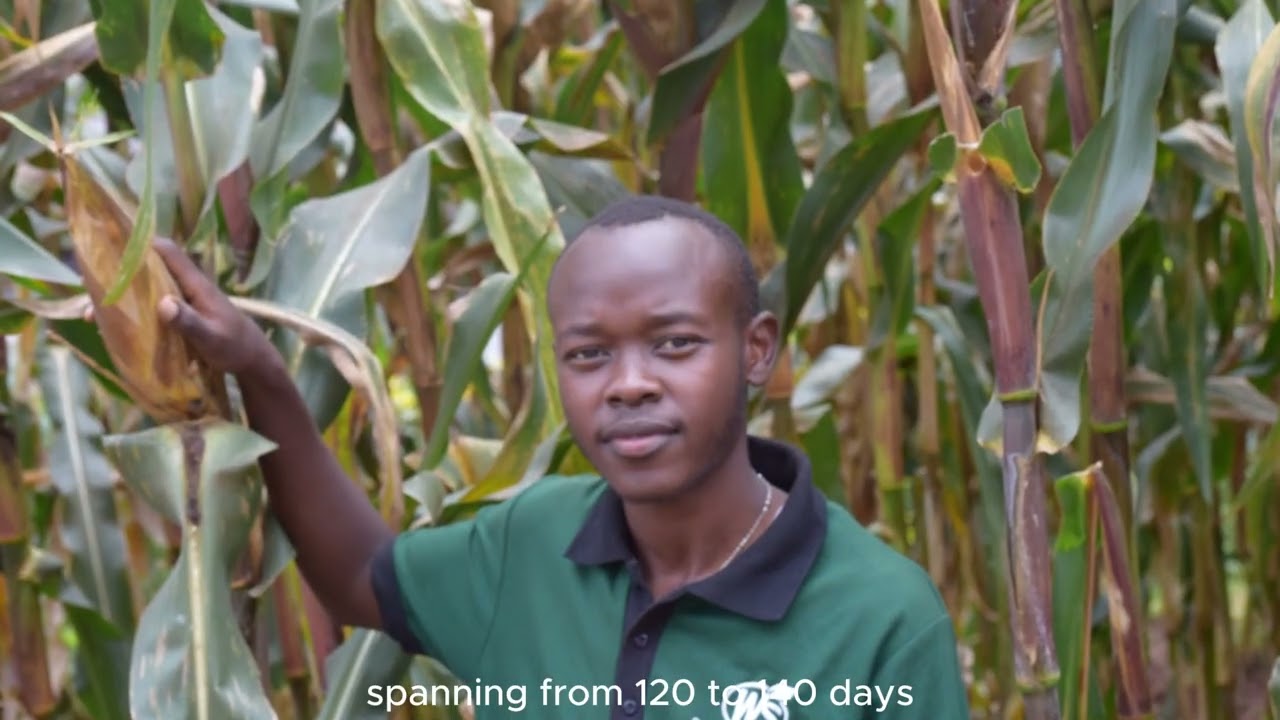 Maize Mastery: Western Seed Company's Agricultural Revolution.