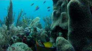 preview picture of video 'GoPro HD Diving UTILA, Bay Islands.avi'