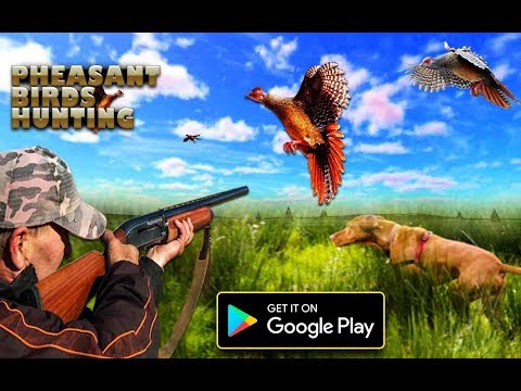 Pheasant Birds Hunting Games video