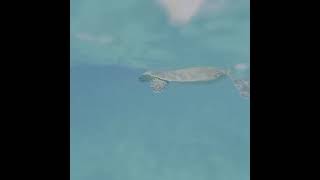 04 - Egypt 2022 - Marsa Alam -  Sea Turtle