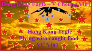 2016 Hong Kong Eagle Flying above Hong Kong Victoria Harbour  鷹 拿著 捕獲的 獵物 在 香港維多利亞港 上空 飛翔