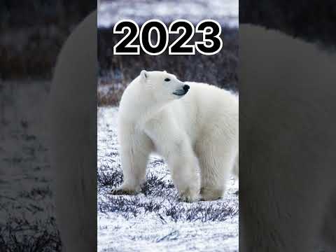 polar bear [2023--5500]bce ||MYTHOLOGY MK || #youtubeshorts