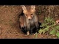 2014-05-14 Fütterung von Fuchswelpen - feeding of ...