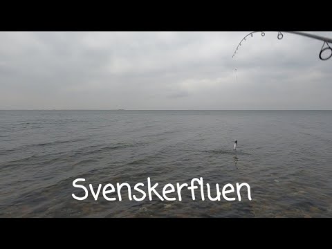 #Svenskerfluen efter havørred efterår 2021
