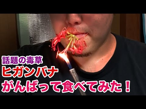 彼岸花毒性