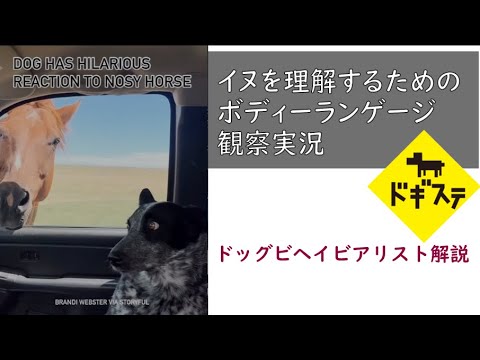 犬のボディランゲージを解釈する