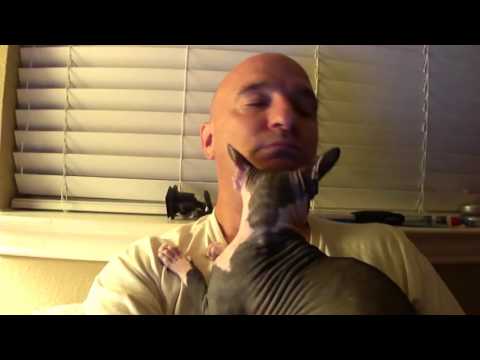 Sphynx Tom Sawyer - Ep 170 - In Your Face