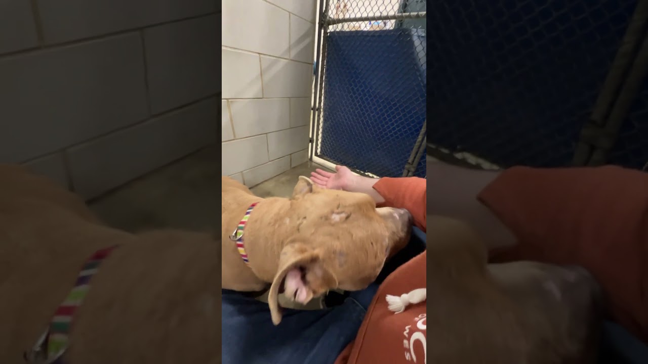Mayor McCheese, a Adoptable Mixed Breed in Grand Rapids, MI video 6/6