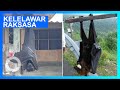 Kelelawar Raksasa Seukuran Manusia Dari Filipina TomoNews