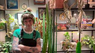 puttering around my house like a lil planty fairy 🧚♂️ (rearranging my plants!)