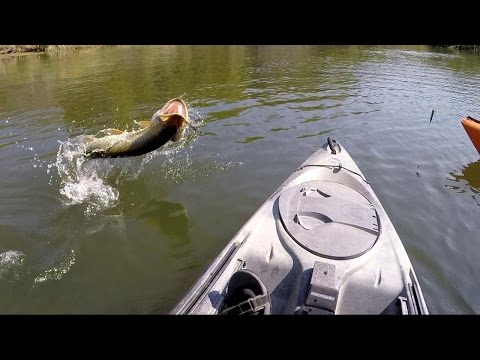 Big Musky Caught From A Kayak
