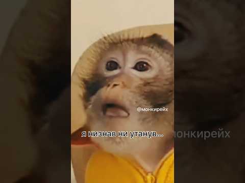 тгк @монкирейх гиф фоны #монки#обезьяна#фоны#гиф#мем