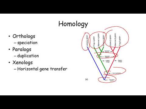Sequence Similariity and Alignment
