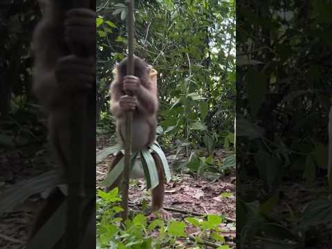 หนึ่งวันเอาชีวิตรอดของลิงไทยที่ฉลาดที่สุดในโลก ทำเอาคนนับล้านทึ่งไปตาม ๆ กัน