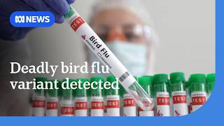 First case of deadly H5 bird flu variant detected in Australia | ABC NEWS