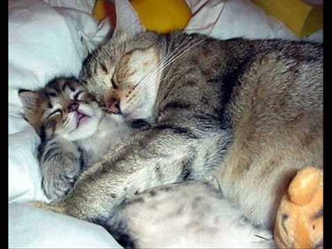 A Comunidade Padre Fábio de Melo - MG  deseja à todos um Feliz 2009!