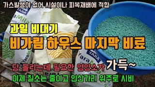 과일비대기 후반기비료 가스발생이 없고 흡수율이 좋은 야라비료, 칼슘비료 시비, 이후 인산가리,유황가리 액비를…