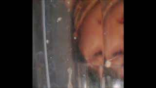 The Babe Rainbow - Running Back