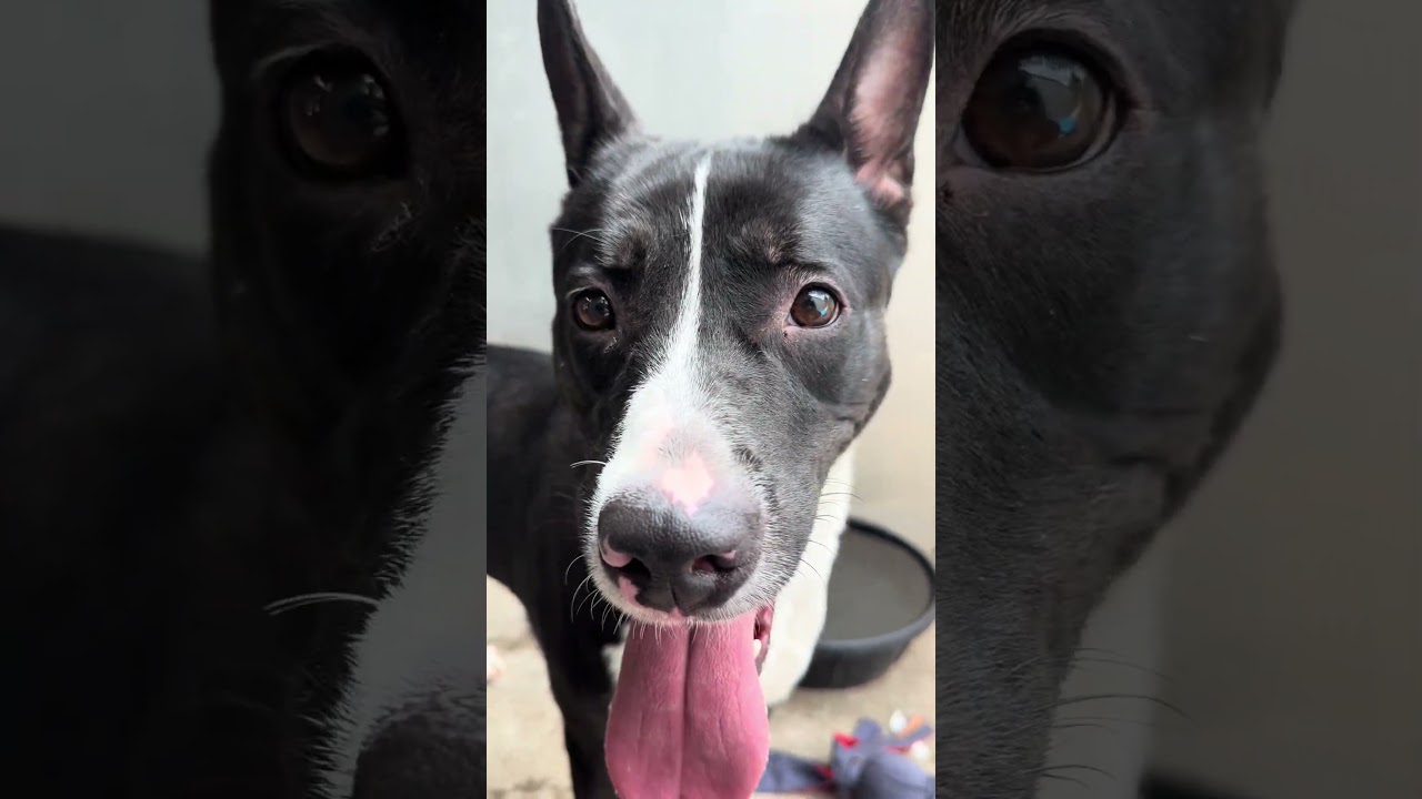 Allegra's Video 2