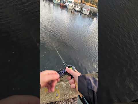 Köderführung beim Twitchen auf Barsche! #angeln #barsch #barschangeln