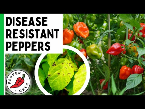9 Disease Resistant Pepper Varieties to AVOID DISEASED PLANTS! - Pepper Geek