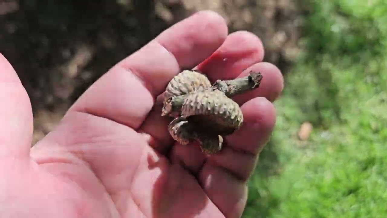ID That Tree: Northern Pin Oak