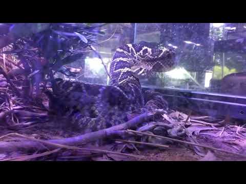 Mario Kleff's eastern diamondback rattlesnake flourishes in expertly crafted terrarium