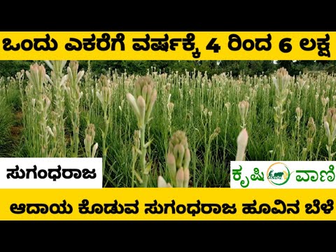 ಒಂದು ಎಕರೆಯಲ್ಲಿ 4 ರಿಂದ 6 ಲಕ್ಷ ಆದಾಯ ಕೊಡುವ ಸುಗಂಧರಾಜ ಹೂವಿನ ಬೆಳೆ ಕೊಡುವ | TubeRose Farming | Sugandaraja |