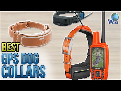 download lagu mp3 mp4 Geo Dog Collar, download lagu Geo Dog Collar gratis, unduh video klip Geo Dog Collar