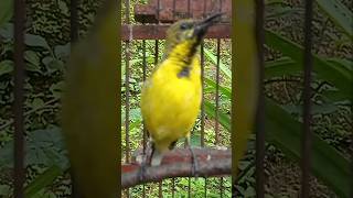 Download lagu PANCINGAN SOGOK ONTONG BAHAN NGRIWIK KASAR mp3