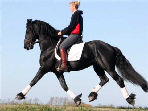 Stal Okkema's Tietse G v. Lolke (for sale)