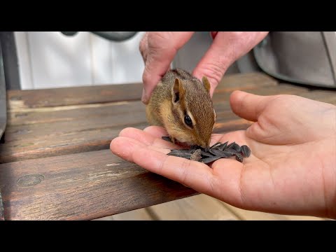 가까이서 보게 된 바비 새끼를 보고 감격한 톰