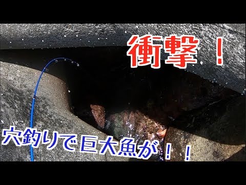 【大事故】八丈島で穴釣りしたらとんでもないサイズの高級魚が釣れた！！！