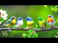 Relaxing Bird Sounds 4K Birds Singing Heal Stress Anxiety And Depression Heal The Mind