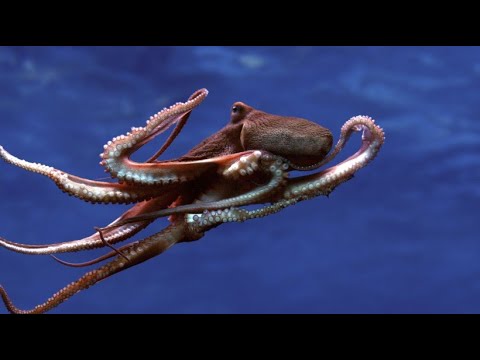 Unknown deep sea: Squid goes hunting with “spotlights”