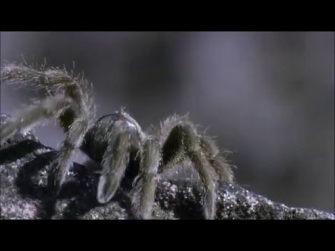 Pebble Frog uses ISIS Defense - Snack Bar Edition