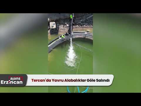 Tercan'da Yavru Alabalıklar Göle Salındı