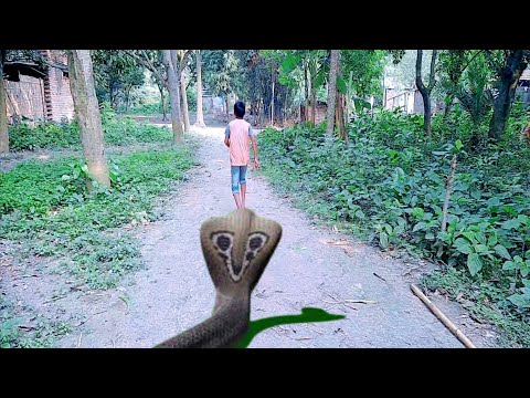 Chased By A Anaconda RUN !! Anaconda Snake in Real Life Video #LochanpurTv