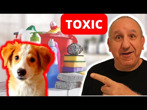 DON'T USE THESE HOUSEHOLD PRODUCTS NEAR YOUR DOGS | Environmental Toxins For Dogs