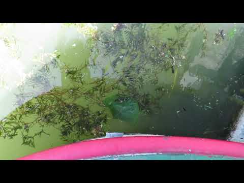 Dutch Tjalk Live aboard Barge - Boatshed - Boat Ref#262606