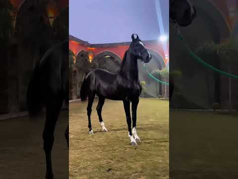 , title : 'La raza de caballos Marwari'